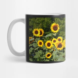 Sunflower, sunflower, (Helianthus annuus) Mug